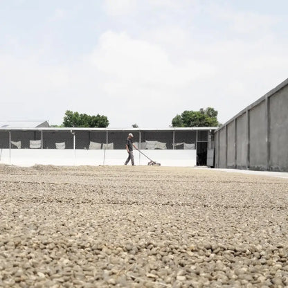 Indonezja Sumatra suszenie kawy na patio farmer rozprowadza ziarna kawy Indonesia Mena Gold proces obróbki