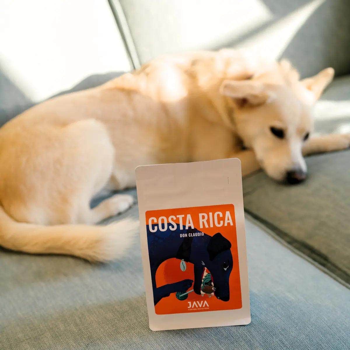 Kawa specialty Costa Rica Don Claudio od JAVA Coffee Roasters – opakowanie na kanapie, ujęcie lifestyle z psem w tle