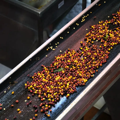 Dojrzałe czerwone i żółte owoce kawowca przesuwają się po taśmie podczas obróbki naturalnej na plantacji Las Lajas w Kostaryce.