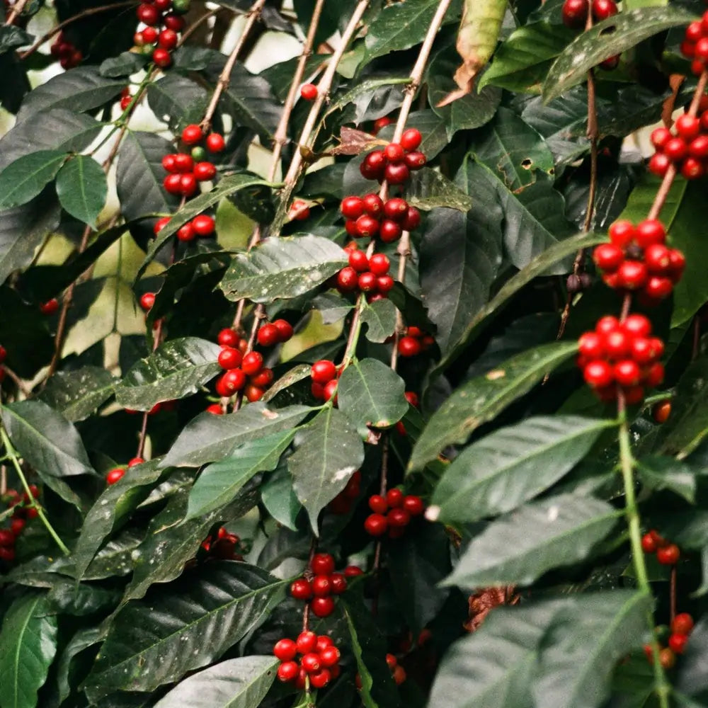 Dojrzewające owoce kawowca na plantacji Peru Tiburcio Alarcon – kawa specialty 100% Arabica JAVA Coffee Roasters