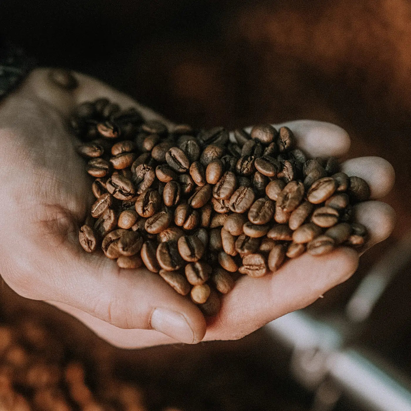 Zbliżenie na dłoń trzymającą świeżo palone ziarna kawy – kawa specialty z palarni JAVA Coffee Roasters