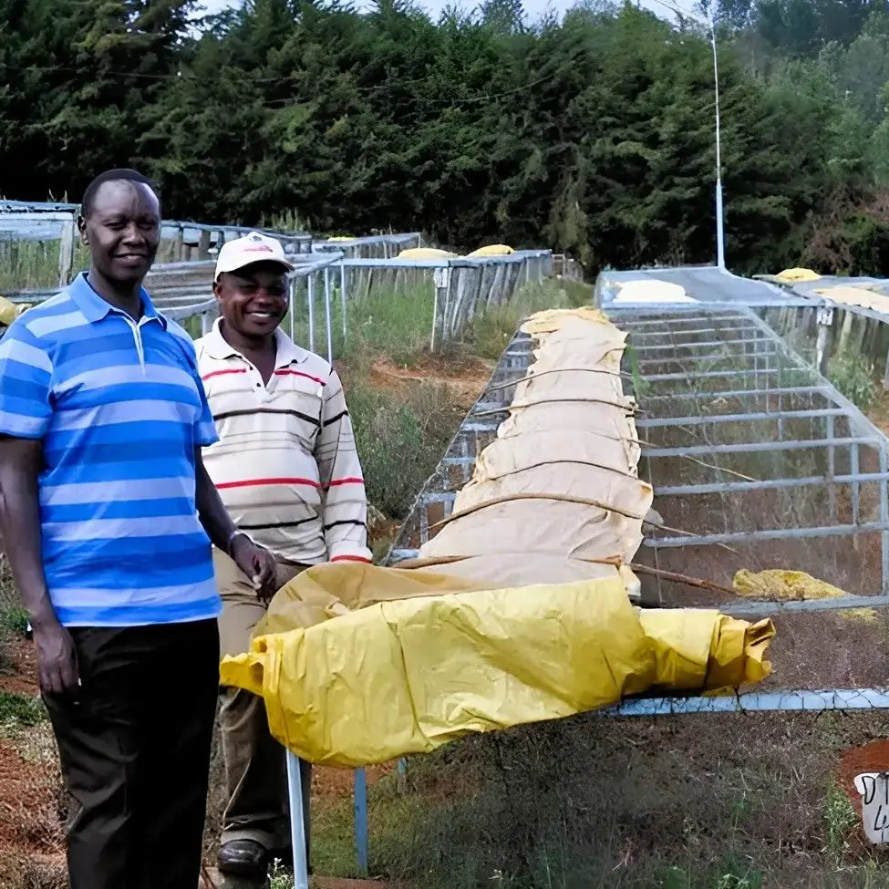 Kenijscy rolnicy przy stołach do suszenia kawy na plantacji – etap obróbki ziaren Kenya Kijani Kiboko DECAF na wysokości 1700–2000 m n.p.m.