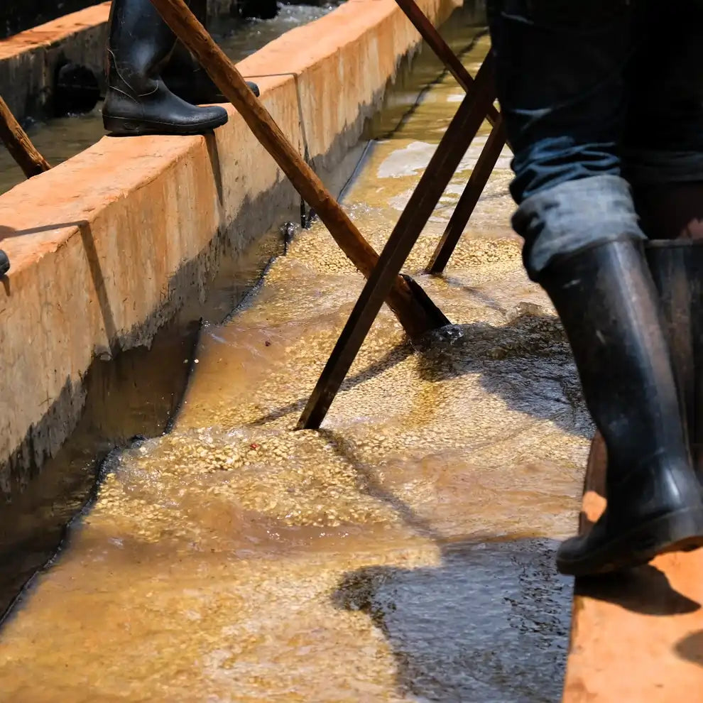 Proces mycia kawy w Kenii – ręczne przemieszczanie ziaren kawy w kanałach wodnych podczas obróbki washed w stacji obróbki Gikanda Kangoch, produkcja kawy specialty.