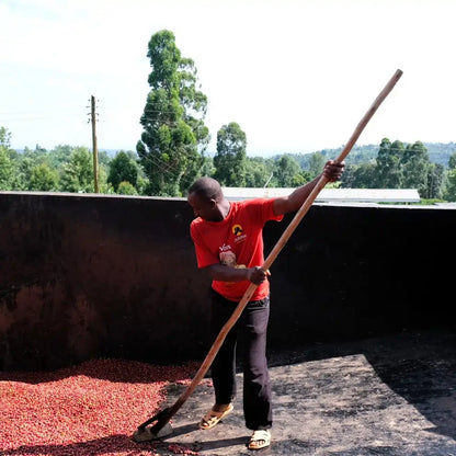 Pracownik plantacji kawy w Kenii podczas obróbki ziaren kawy – ręczne przemieszczanie świeżo zebranych owoców kawowca na afrykańskim patio, proces produkcji kawy specialty Kenya Gikanda Kangoch.