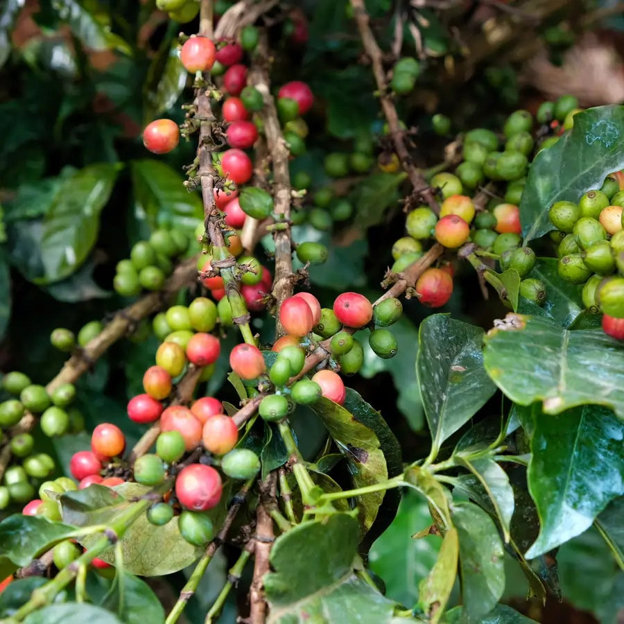 Owoce kawowca w Kenii – dojrzewające wiśnie kawowe na krzewie kawy w regionie Gikanda Kangoch, różne etapy dojrzewania ziaren kawy specialty.