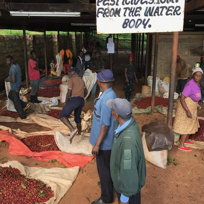 Pracownicy stacji obróbki kawy w Kenii sortują i przygotowują czerwone owoce kawowca w hali stacji Karimikui