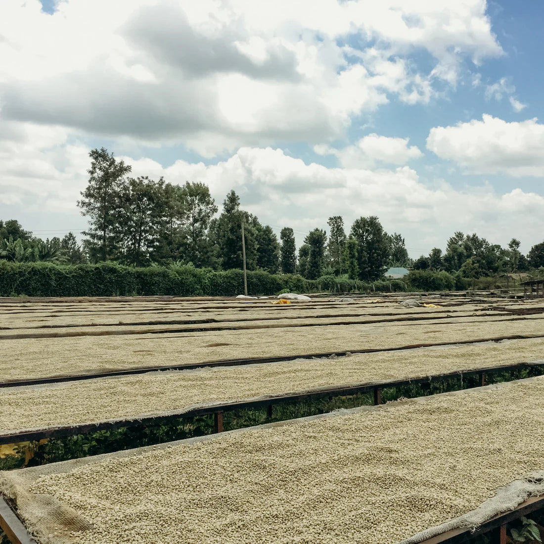 Ziarna kawy suszące się na dużych afrykańskich stołach na stacji obróbki Karimikui w Kenii, widok na rozległe pola suszenia