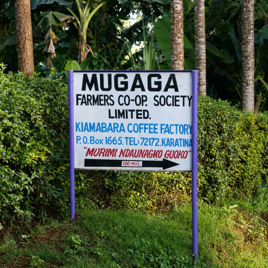 Tablica informacyjna Kiamabara Coffee Factory należącej do Mugaga Farmers Co-op Society – stacja obróbki kawy specialty w Kenii