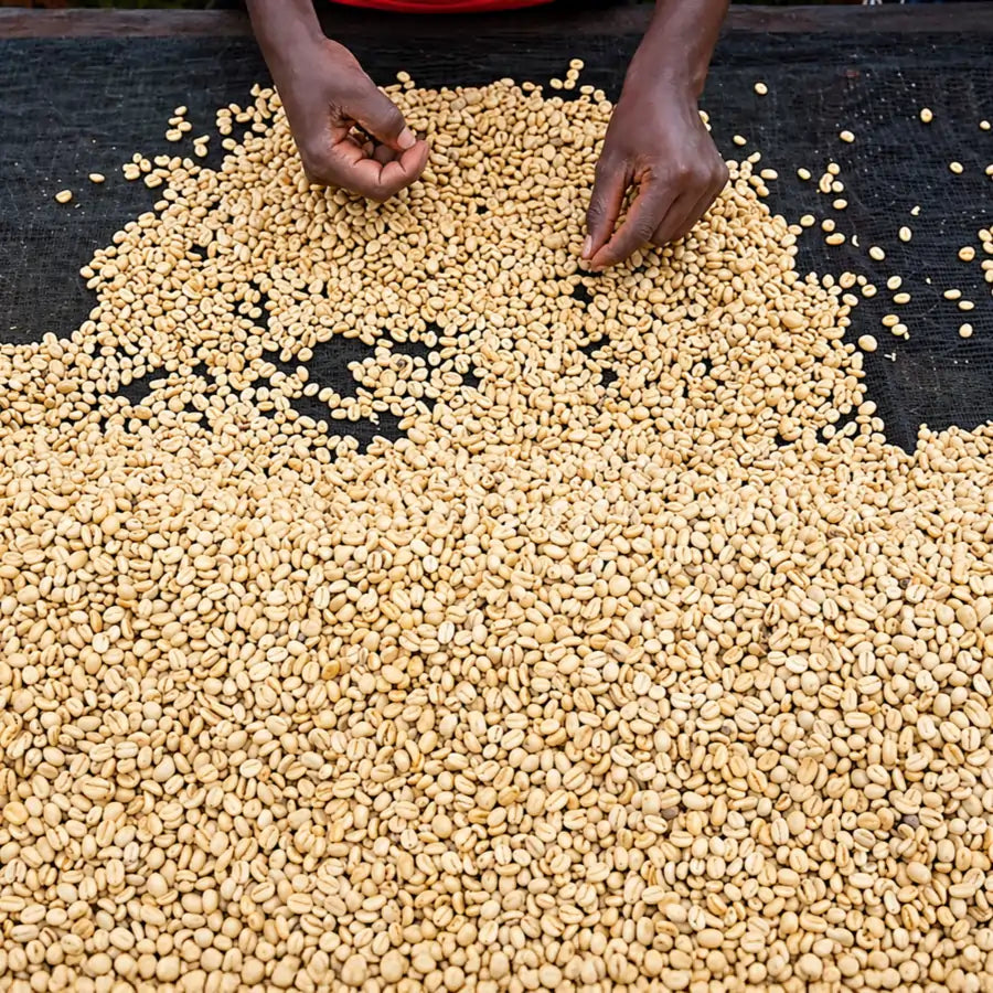 Selekcja ziaren kawy Kenya Kiamabara – ręczne sortowanie zielonej kawy specialty po obróbce na stacji w Kenii