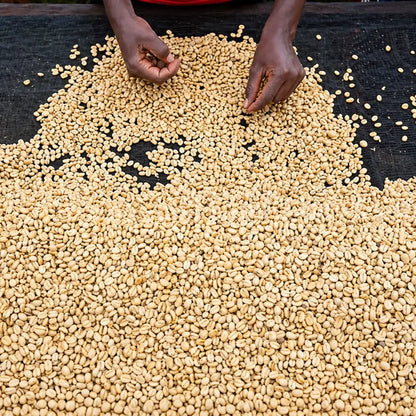 Selekcja ziaren kawy Kenya Kiamabara – ręczne sortowanie zielonej kawy specialty po obróbce na stacji w Kenii