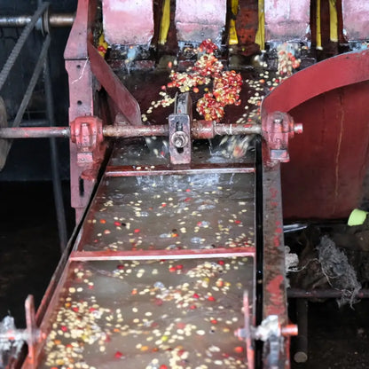 Mycie i separacja ziaren kawy specialty Kenya Rungeto Kii w stacji obróbki – proces washed, selekcja ziaren w kanale wodnym