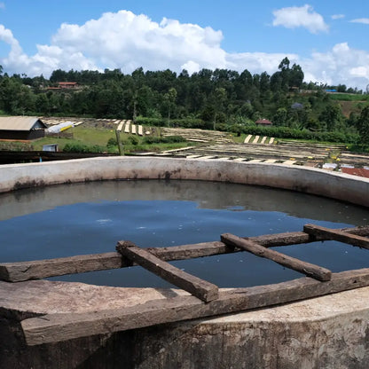 Zbiornik fermentacyjny w stacji obróbki Kenya Rungeto Kii – etap fermentacji kawy specialty przed suszeniem na podniesionych stołach