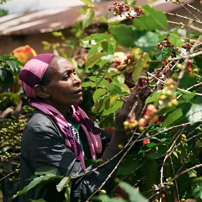 Kobieta podczas ręcznego zbioru owoców kawowca na plantacji Rwanda Abadatezuka – kawa speciality