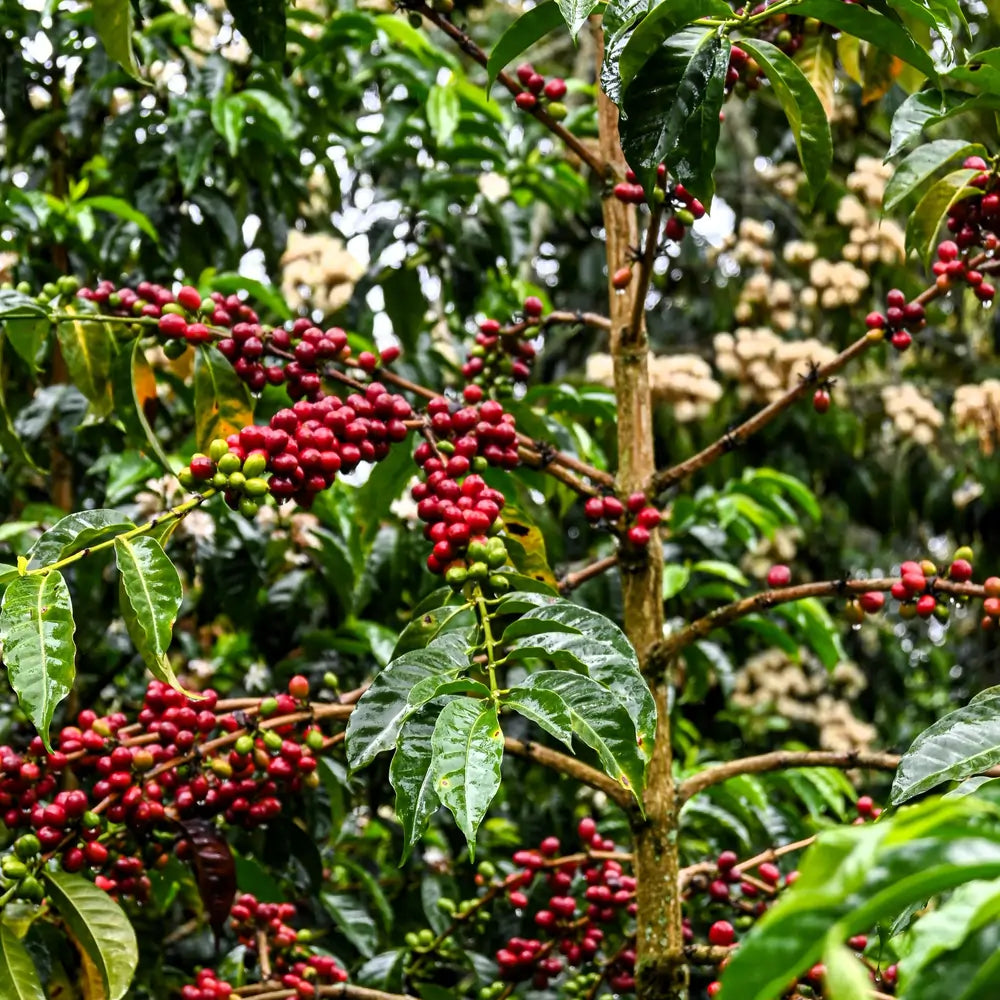 Czerwone owoce kawowca arabika dojrzewające na drzewie w Kolumbii – plantacja współpracująca z Java Coffee Roasters