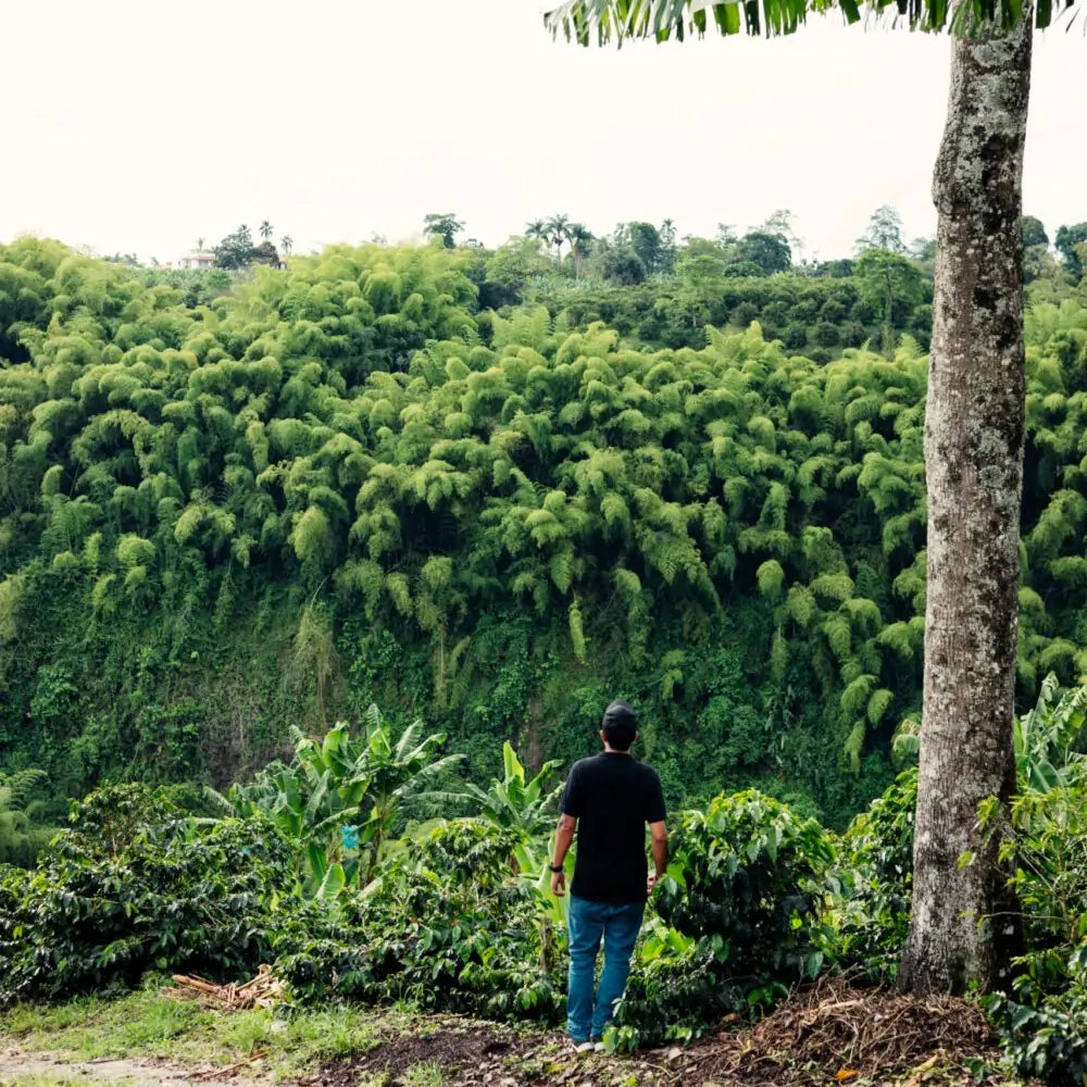 Plantacja kawy w Kolumbii – rolnik spogląda na zielone wzgórza farmy La Albania współpracującej z Java Coffee Roasters