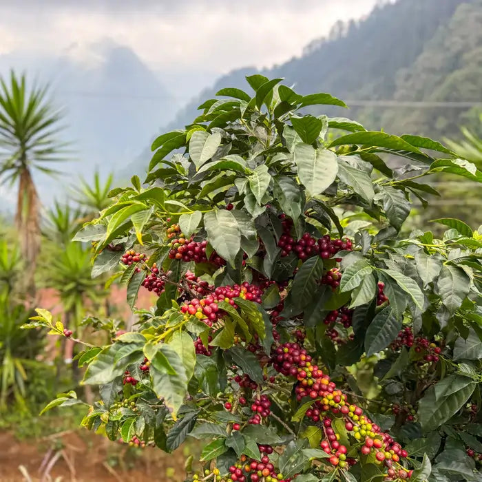 Krzew kawowca z dojrzałymi owocami kawy na plantacji w Gwatemali – czerwone owoce kawy arabica, uprawa kawy specialty Guatemala
