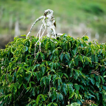 Krzew kawy na plantacji w Indonezji – zielone liście i dojrzewające owoce kawowca w naturalnym środowisku uprawy