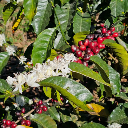 Kwiaty kawowca i dojrzałe czerwone owoce kawy rosnące na gałęzi.
