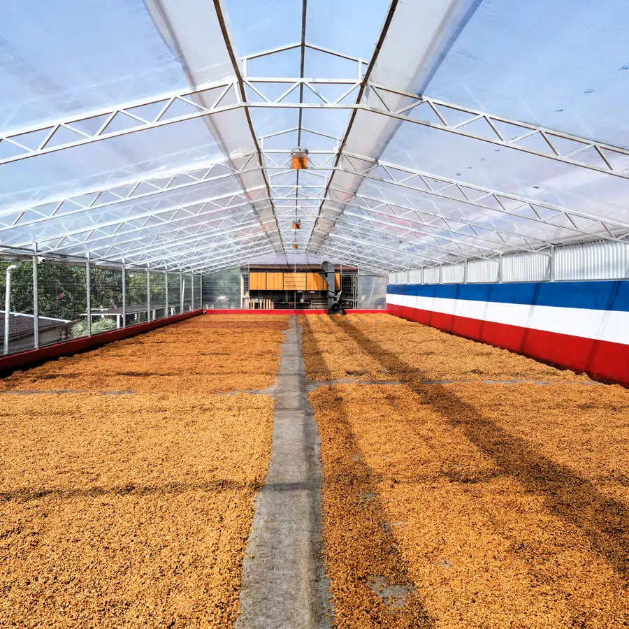 Ziarna kawy suszą się w szklarni na plantacji Las Lajas w Kostaryce, w procesie Black Diamond Natural.