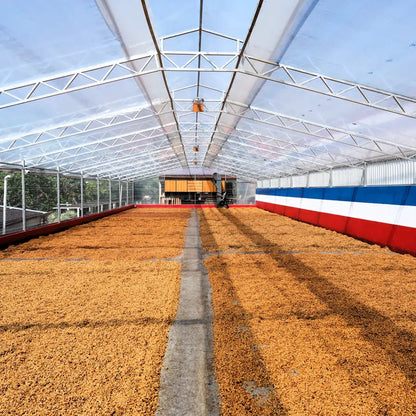 Ziarna kawy suszą się w szklarni na plantacji Las Lajas w Kostaryce, w procesie Black Diamond Natural.
