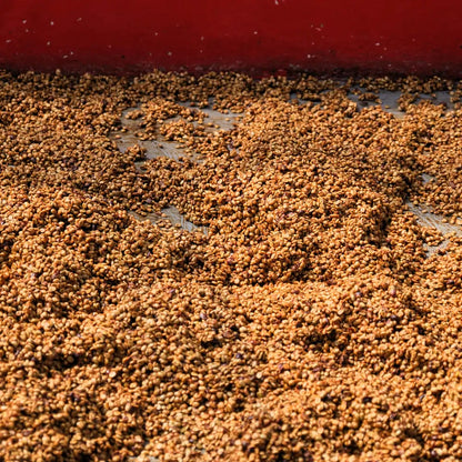 Ziarna kawy suszące się na patio w procesie naturalnym na plantacji Las Lajas w Kostaryce