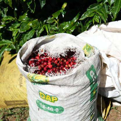 Worek pełen czerwonych owoców kawowca zebranych na plantacji Las Lajas w Kostaryce, w tle gęste, zielone liście krzewów kawy.