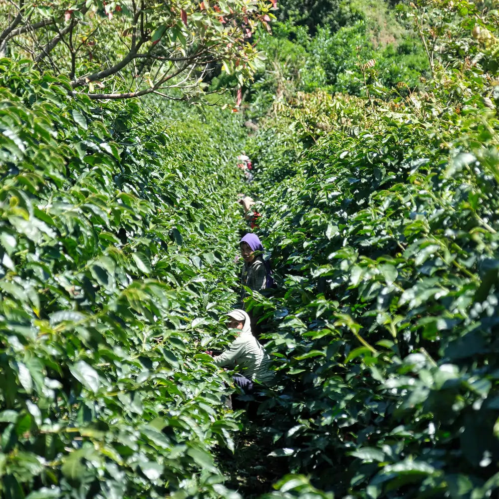 Pracownicy plantacji Las Lajas w Kostaryce zbierają dojrzałe owoce kawowca w gęstych rzędach zielonych krzewów.