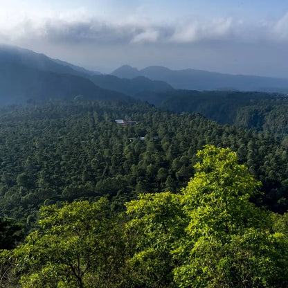 Plantacja kawy w regionie Chiapas w Meksyku – górzysty krajobraz Sierra Madre de Chiapas porośnięty krzewami kawowca, miejsce pochodzenia kawy Mexico Donaldo Ambrosio.