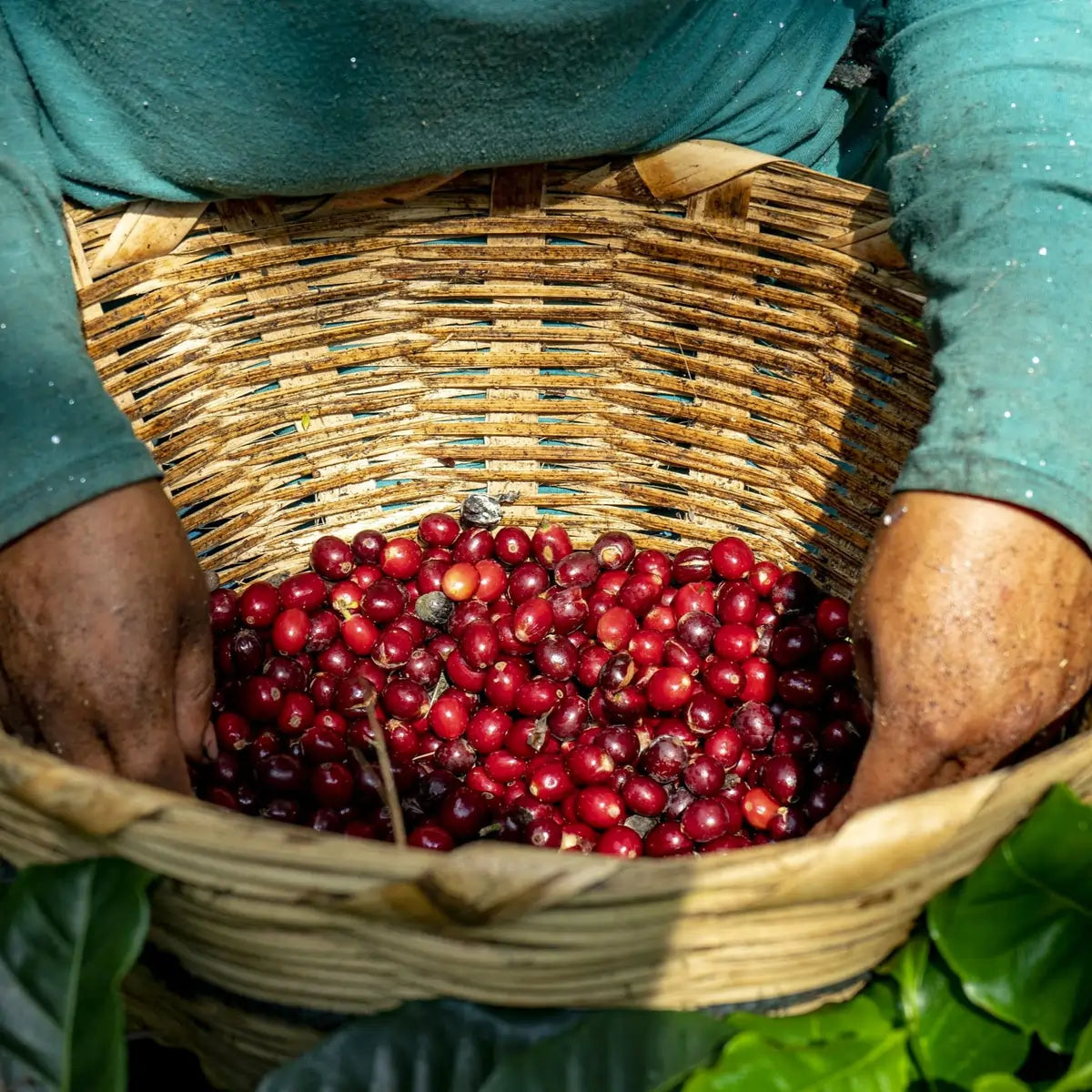 Ręczny zbiór wiśni kawowych w Meksyku – czerwone owoce kawowca w wiklinowym koszu, region Chiapas, pochodzenie kawy Mexico Donaldo Ambrosio.