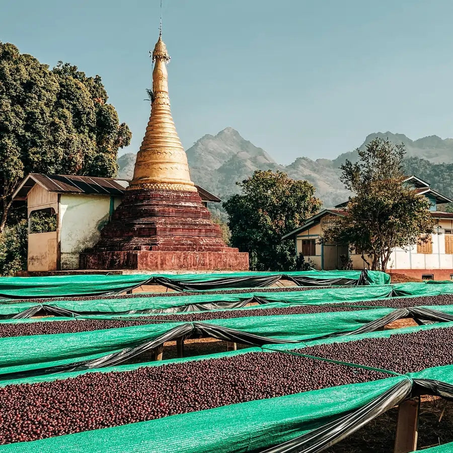 Suszenie ziaren kawy w Myanmarze na podniesionych stołach z siatką, w tle pagoda i góry