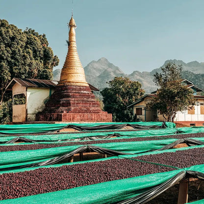 Suszenie ziaren kawy w Myanmarze na podniesionych stołach z siatką, w tle pagoda i góry