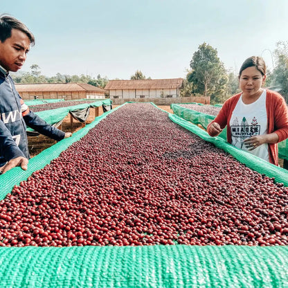 Suszenie kawy na podniesionych stołach w Myanmarze – pracownicy na plantacji podczas obróbki ziaren