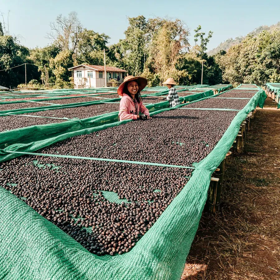 Suszenie owoców kawy na podniesionych stołach w Myanmarze – pracownicy sortują ziarna na siatkach