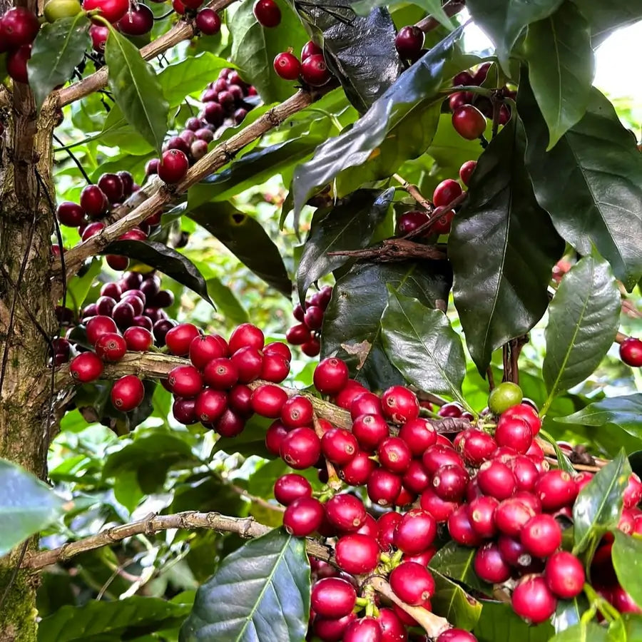 dojrzałe czerwone wiśnie kawy na krzewie na plantacji Las Morenitas w Nikaragui