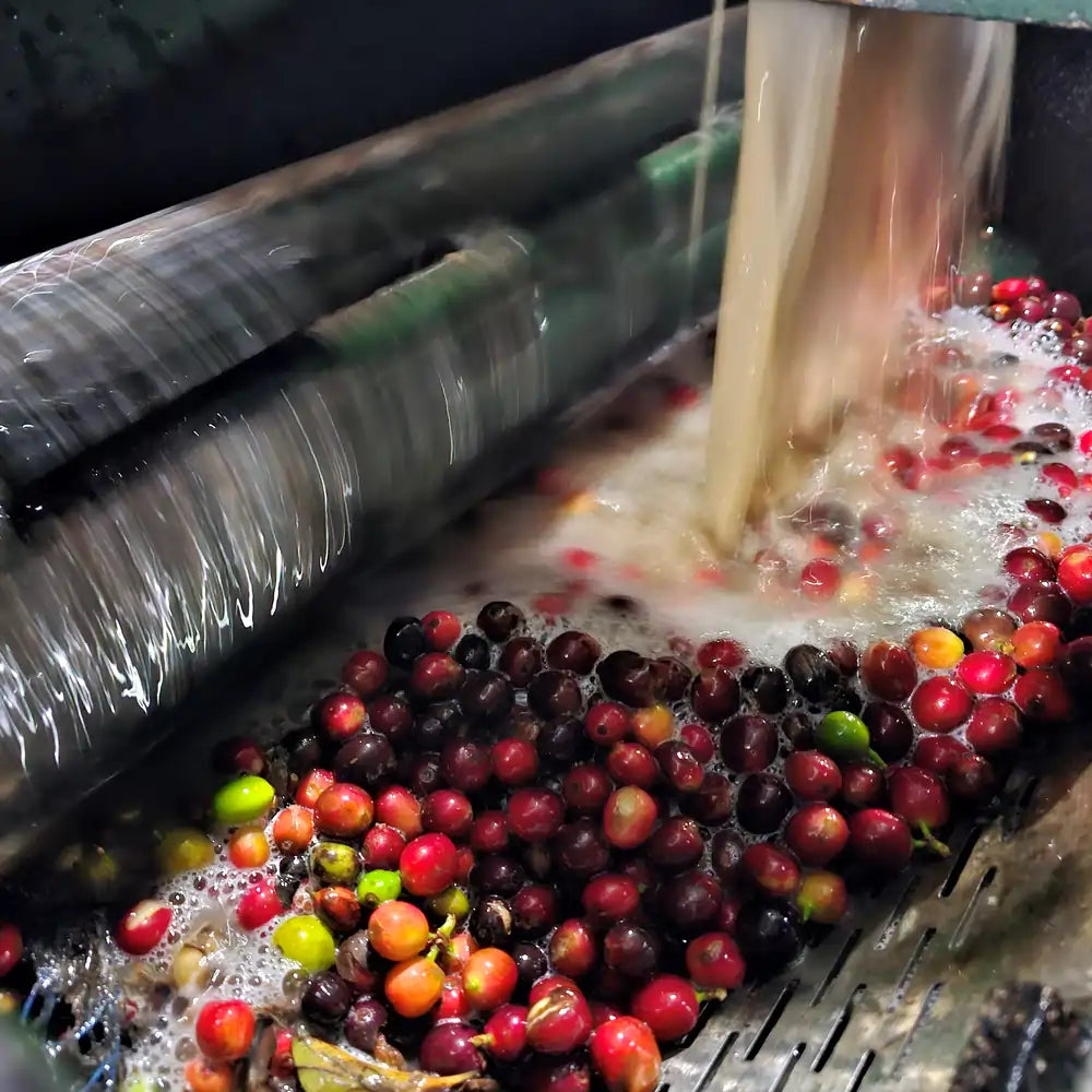 Wiśnie kawowca podczas obróbki mytej przechodzą przez maszynę pulpingującą, gdzie oddziela się miąższ od ziaren.