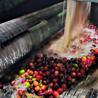 Wiśnie kawowca podczas obróbki mytej przechodzą przez maszynę pulpingującą, gdzie oddziela się miąższ od ziaren.