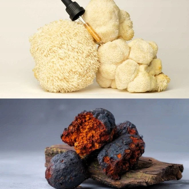 Soplówka jeżowata i Chaga – grzyby funkcjonalne w Ollywell Barista Mushroom Drops