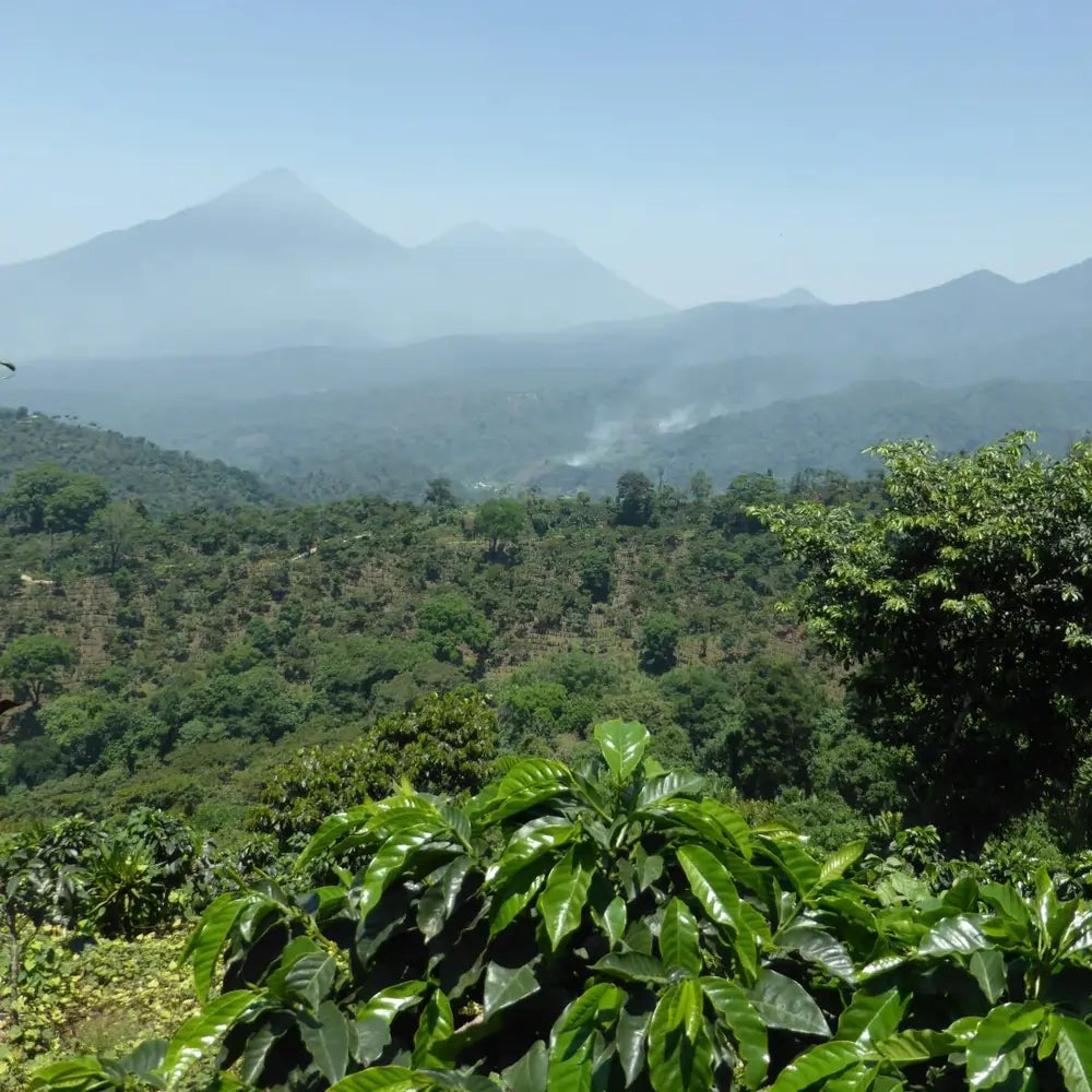 Plantacja kawy w regionie Huehuetenango w Gwatemali – uprawa kawy arabica w górach, region kawy specialty Guatemala
