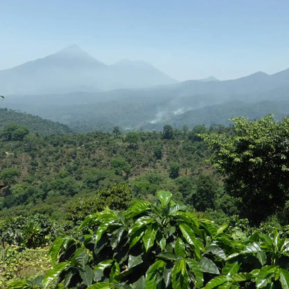 Plantacja kawy w regionie Huehuetenango w Gwatemali – uprawa kawy arabica w górach, region kawy specialty Guatemala