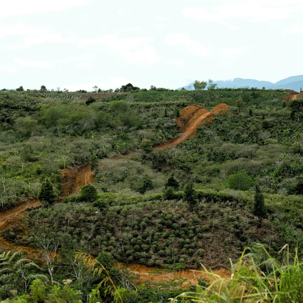 Plantacja kawy w Indonezji – górzysty krajobraz regionu uprawy kawowca z widocznymi tarasami i drogami dojazdowymi