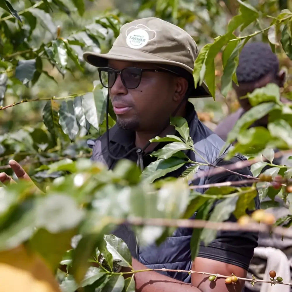 Farmer na plantacji kawy Rwanda Abadatezuka wśród krzewów kawowca – zrównoważona uprawa specialty coffee