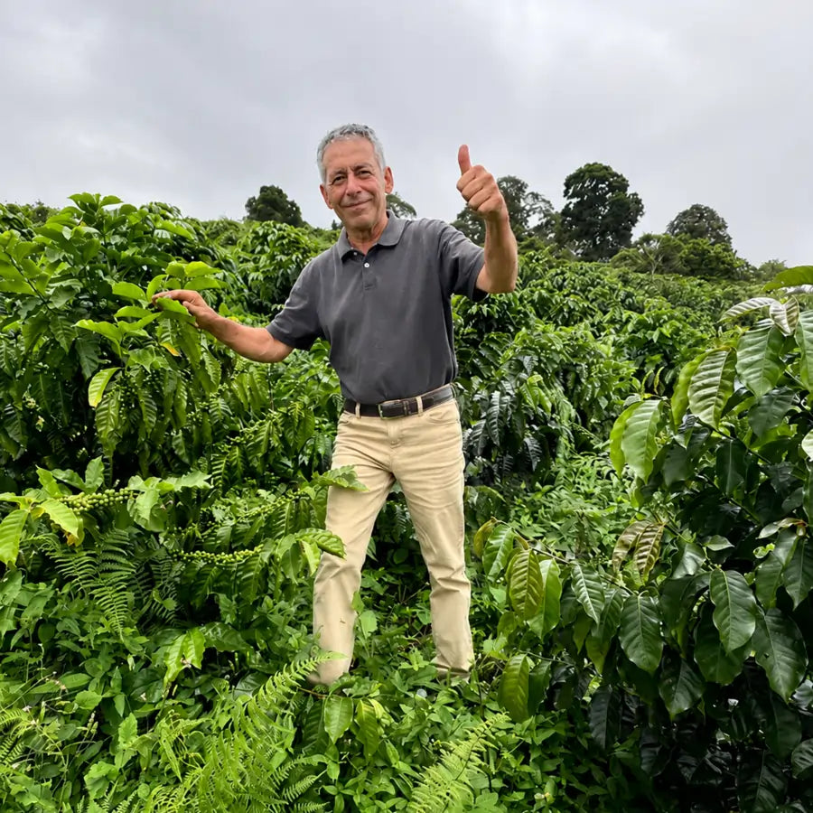 Plantacja kawy Venezuela Merida – rolnik wśród krzewów kawowca na plantacji