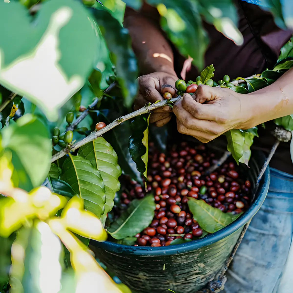 Ręczne zbiory kawy arabica w Gwatemali – selekcja dojrzałych owoców kawy na plantacji kawy specialty Guatemala