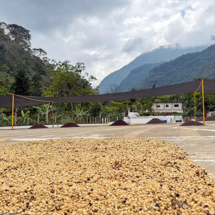 Suszenie kawy na patio w Gwatemali – obróbka kawy specialty, suszenie ziaren kawy arabica na słońcu na plantacji Guatemala