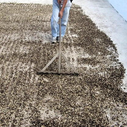 Pracownik rozgarnia ziarna kawy podczas obróbki honey, suszące się na patio przy użyciu drewnianych grabi