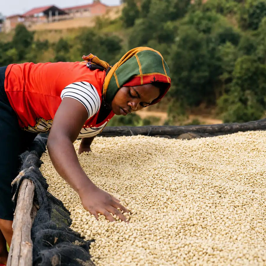 Pracownica stacji obróbki Bukeye kontrolująca proces suszenia zielonej kawy na łóżkach afrykańskich w Burundi