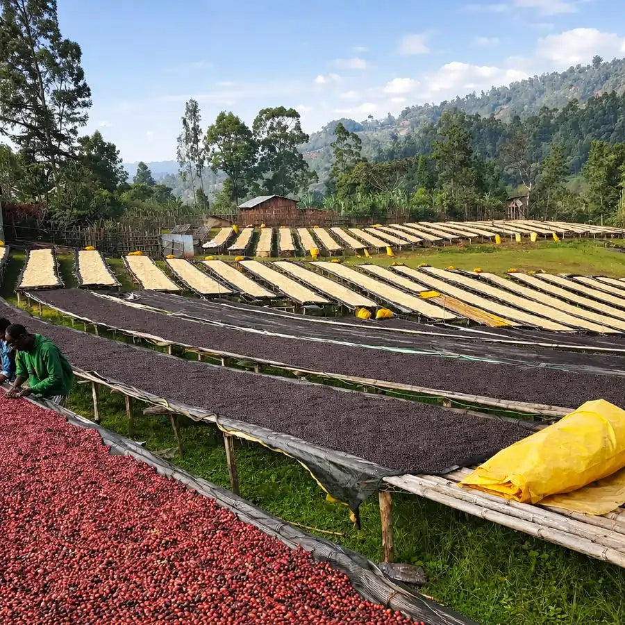 Suszenie kawy na łóżkach afrykańskich na górskiej plantacji po zbiorach