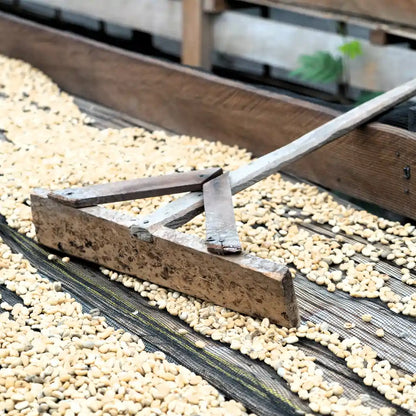 Suszenie zielonego ziarna kawy na łóżkach afrykańskich – ręczne wyrównywanie ziaren podczas tradycyjnej obróbki kawy w Indonezji