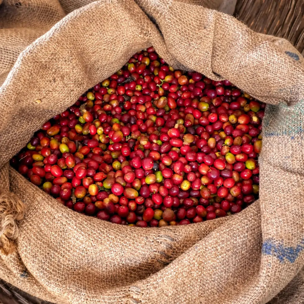 Świeżo zebrane owoce kawy w worku jutowym po ręcznym zbiorze na plantacji