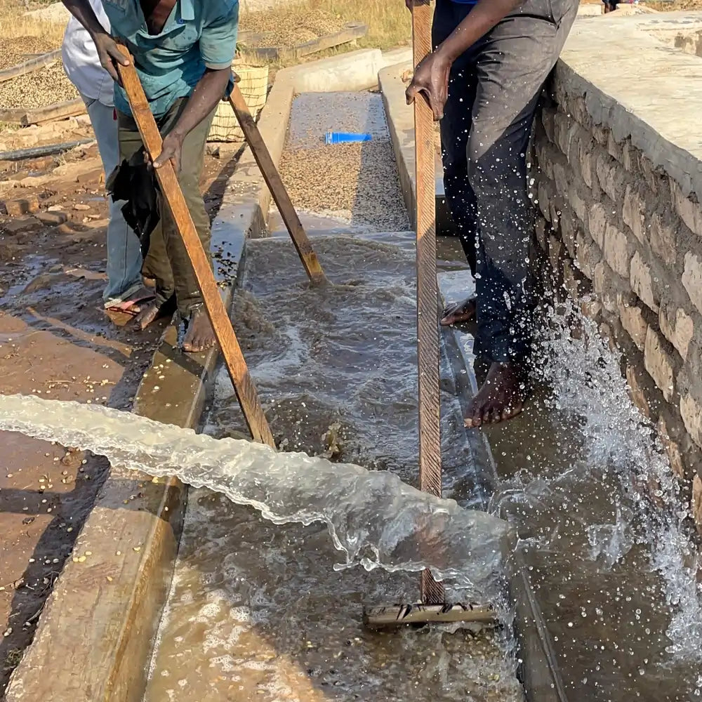 Proces obróbki kawy washed – pracownicy kierują strumień wody, aby oddzielić ziarna w kanale obróbczym.